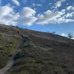 Little Sheep