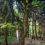 Little Sheep Chojna