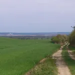 Little Sheep * Chojna
