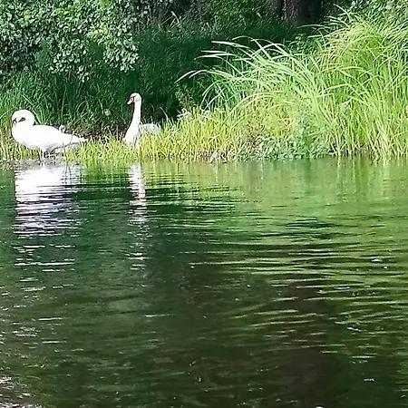 Apartamento Little Sheep Chojna
