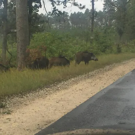 Little Sheep 아파트 *