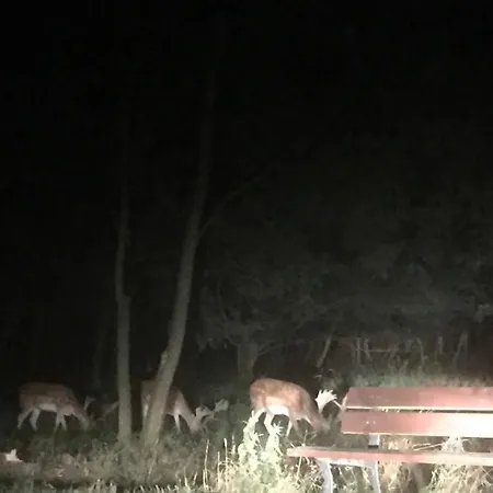 Little Sheep Apartamento *