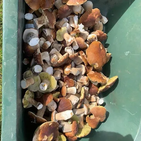 Little Sheep Apartamento Chojna