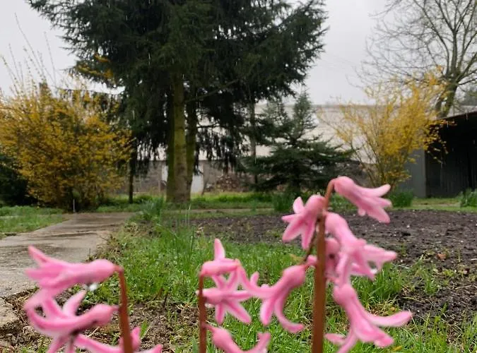 Little Sheep * Chojna