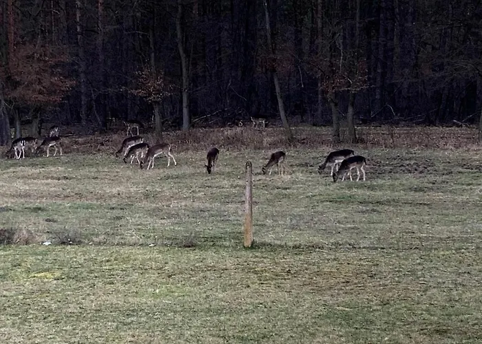 Apartment Little Sheep