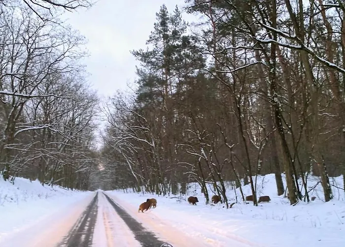 Little Sheep Appartement