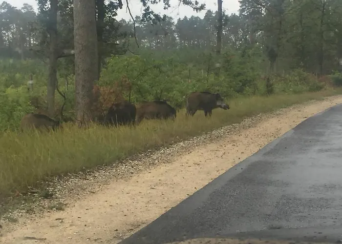 Little Sheep Apartament *