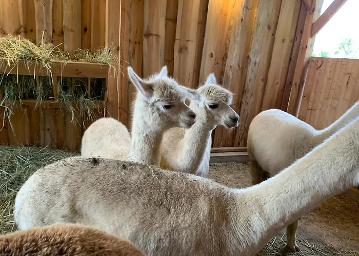 Little Sheep Apartment Chojna