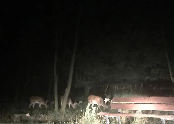 Little Sheep Appartement *