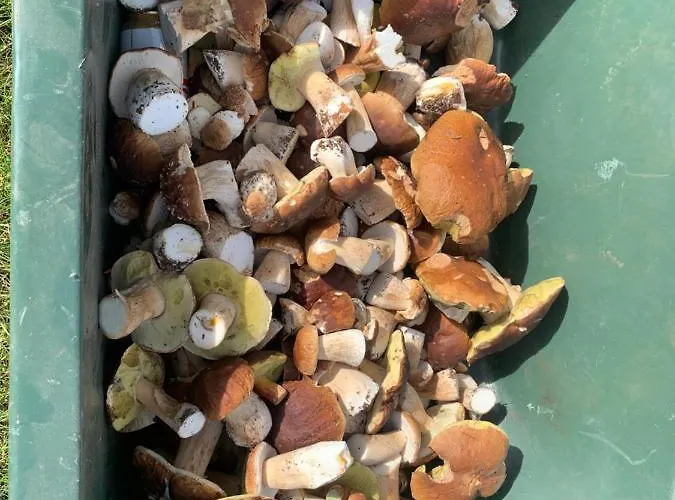 Little Sheep Apartment Chojna